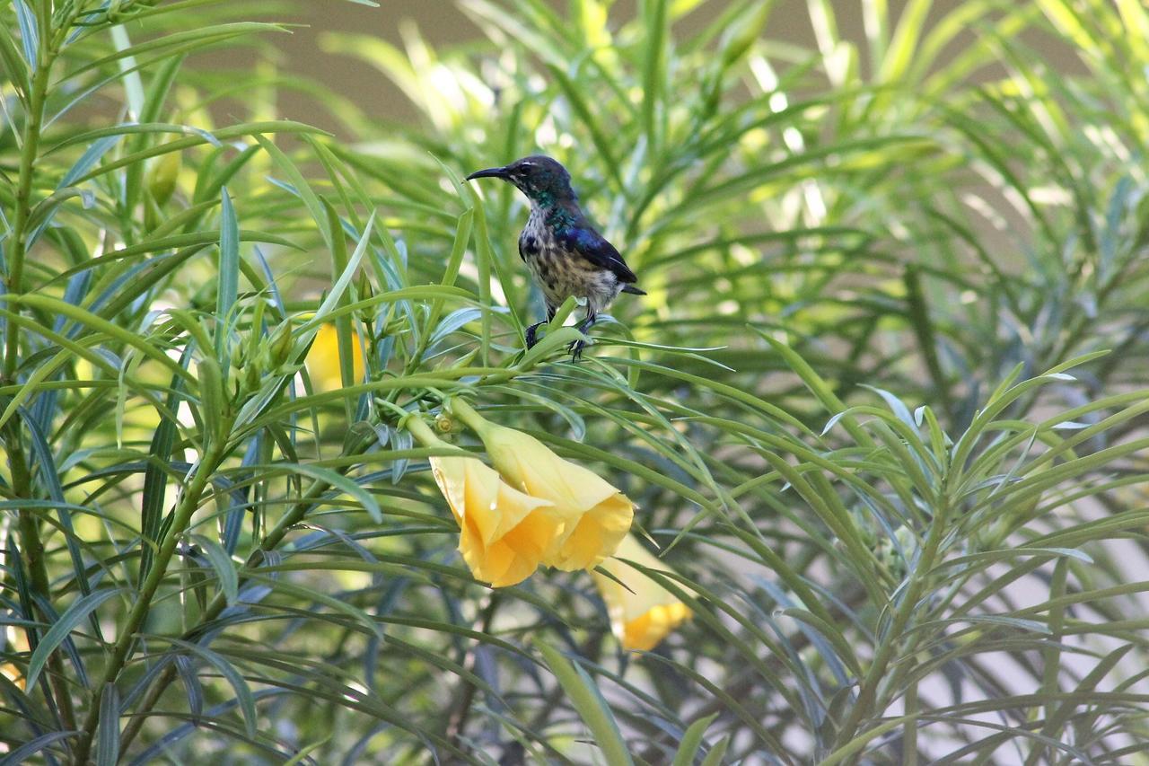 Botanica Eco Lodge Michamvi Esterno foto